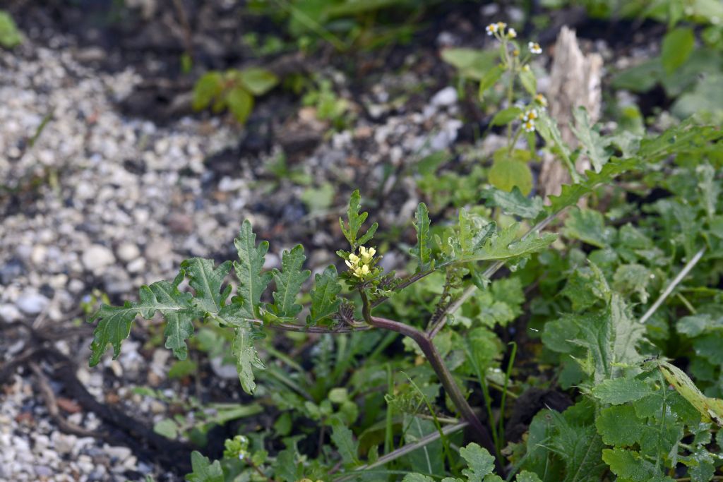 Erucastrum gallicum /Erucastro francese